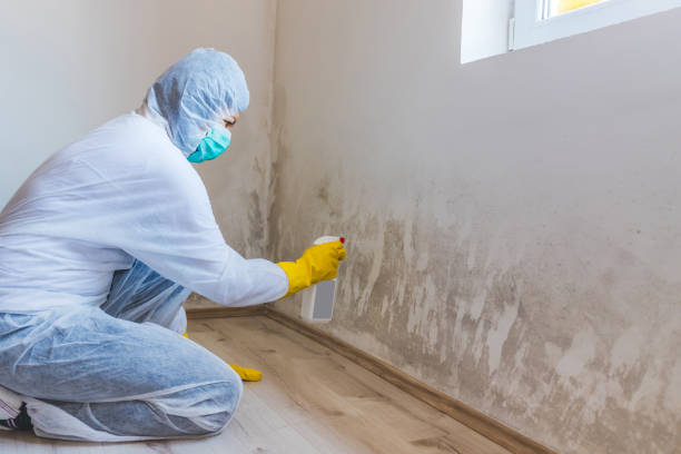 Licensed Black Mold Remediation service in Lancaster, KY - 24 Hour Mold Removal