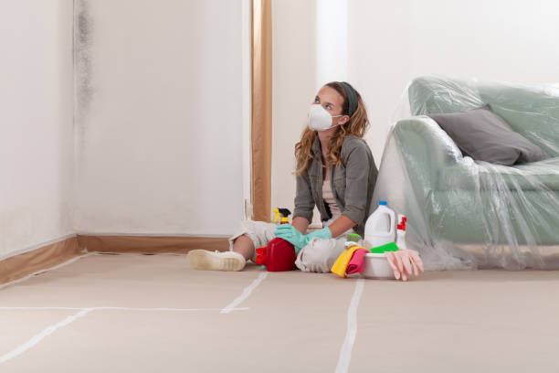 Reliable Black Mold Remediation contractor in Lancaster, KY by 24 Hour Mold Removal